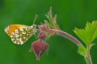 Green Veined White & Orange Tip butterflies.