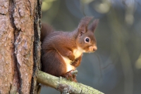 Red Squirrel