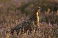 Red Grouse in heather.