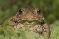 Toad in moss.