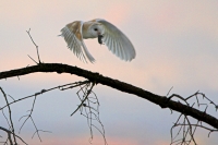 Barn Owl in window.