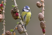 BlueTit on larch.