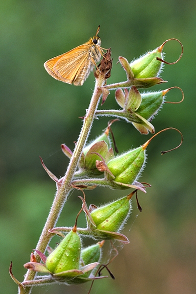 Small Skipper on foxglove seedheads.