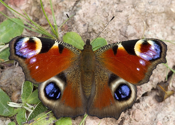 Peacock butterfly. Sept '12.