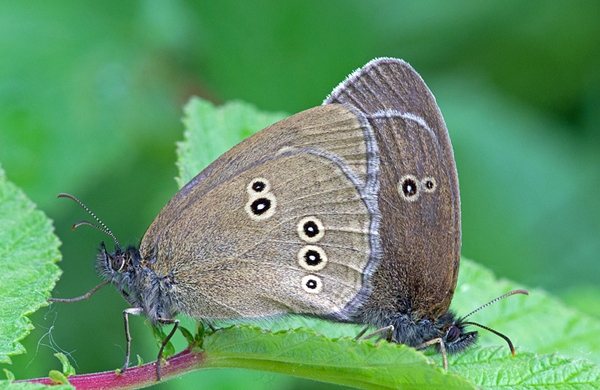 Mating Ringlets. July '12.