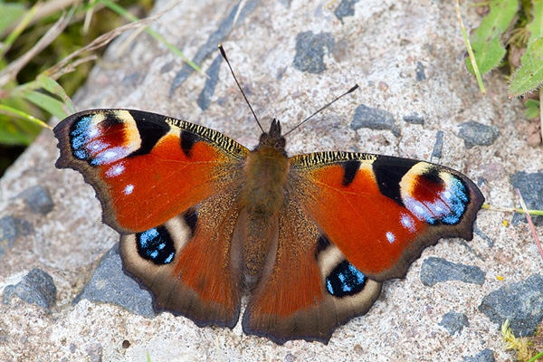 Peacock butterfly on rock. Sep '12.