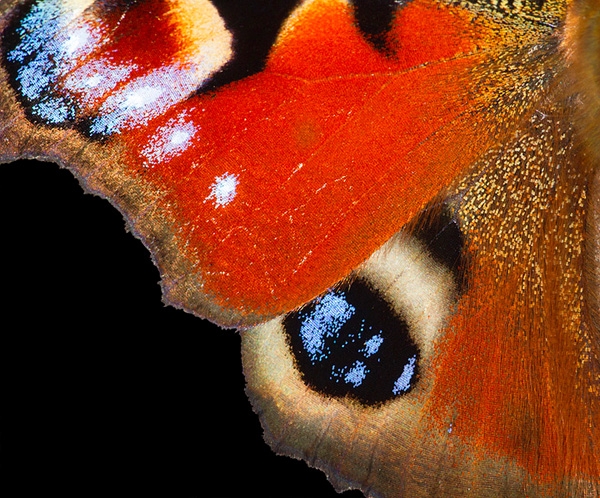 Peacock butterfly wing. Sep. '12.