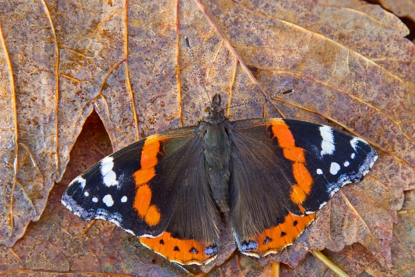 Red Admiral on leaves. Nov. '15.