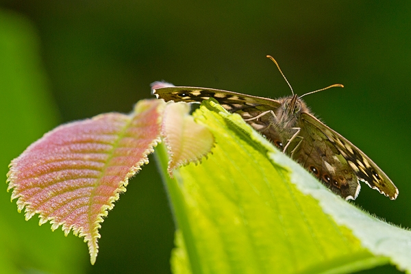 Speckled Wood butterfly. June '16.