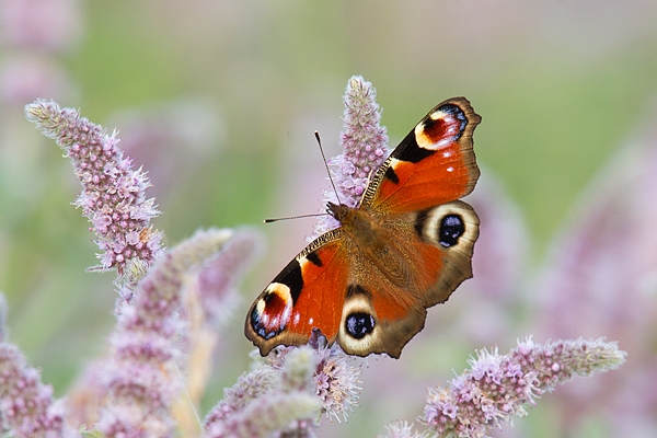 Peacock butterfly feeding on flowering mint. Sept. '17.