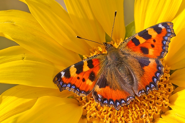 Small Tortoiseshell on Sunflower. Sept. '19.