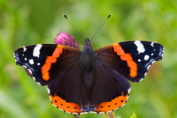 Red Admiral on thistle. Aug. '20.