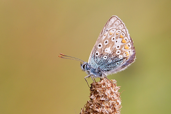 Common Blue underwing. Aug. '20.