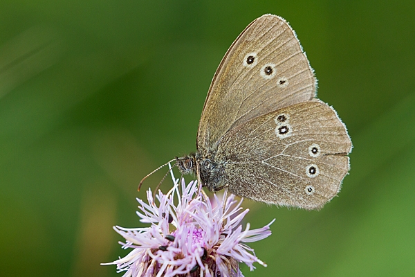 Ringlet on thistle. Aug. '20.