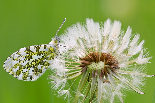 Orange Tip on dandelion seedhead. May '21.