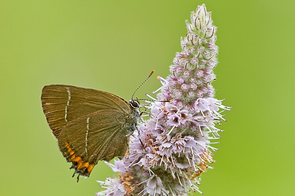 White letter Hairstreak. Aug. '21.