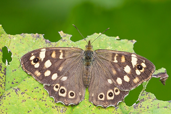 Speckled Wood. Aug. '21.