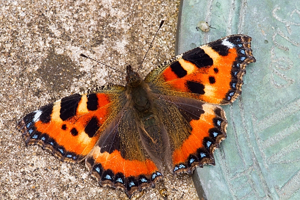 Small Tortoiseshell on stone sundial. Sept. '21.