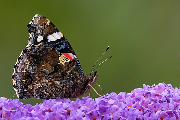 Red Admiral butterfly on buddleia 1. Aug. '23.