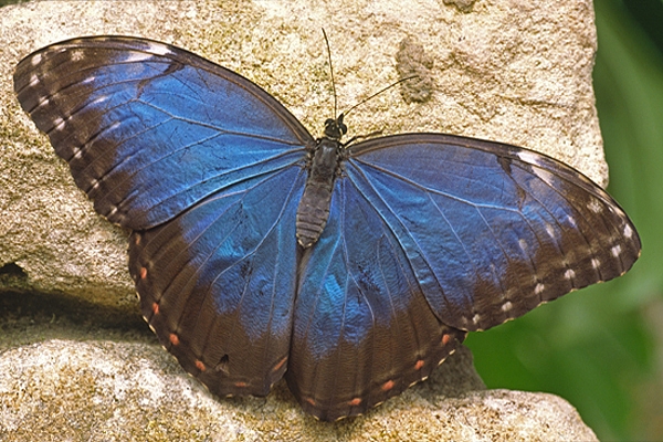 Blue Morpho butterfly.