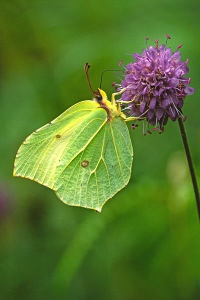 Brimstone feeding on scabious.