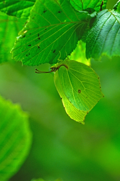 Brimstone camouflage.