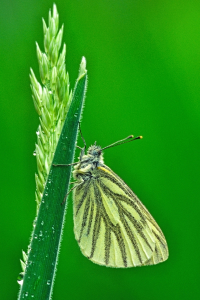 Green Veined White on grass stem.