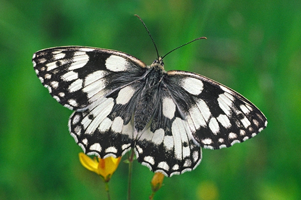 Marbled White.