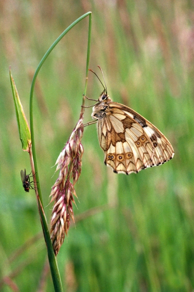 Marbled White on grass stem + fly.