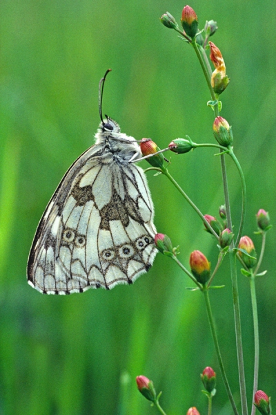 Marbled White on slender st john's wort.