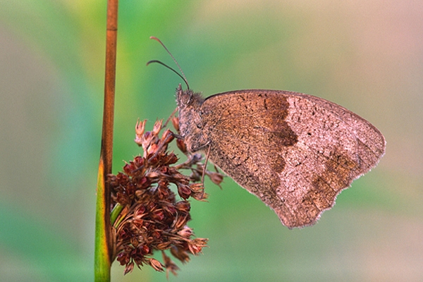 Meadow Brown.