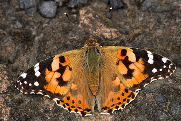 Painted Lady.