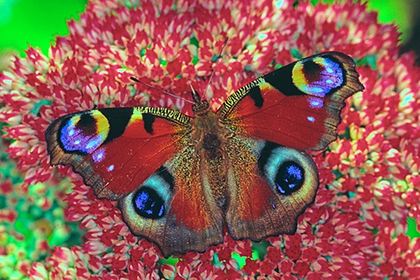 Peacock on stonecrop.