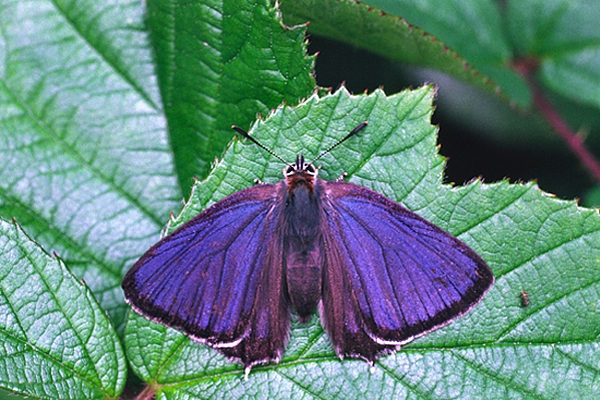 Purple Hairstreak,m.