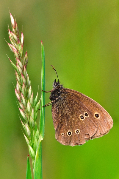 Ringlet on grass stem.