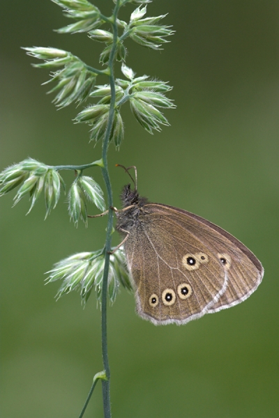 Ringlet on grass.