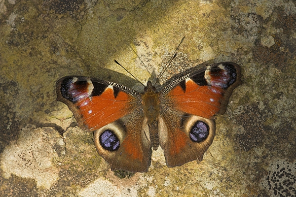 Peacock on rock(with shadow)