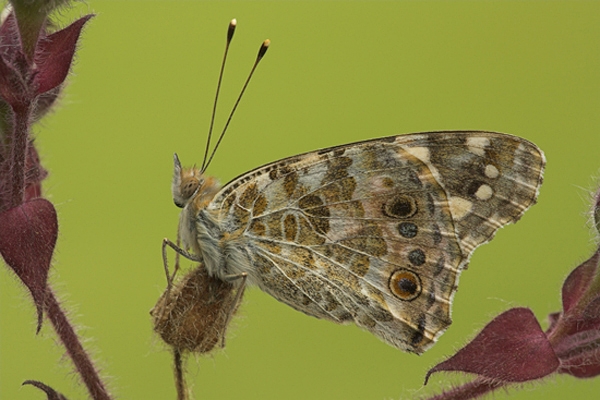 Painted Lady,underwing.