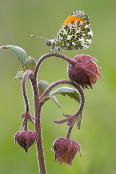 Orange Tip,m on water avens.