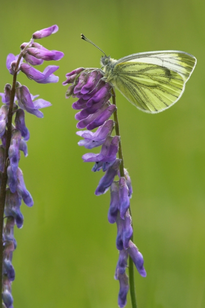 Green Veined White on tufted vetch.