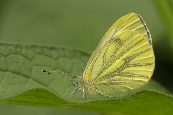 Green Veined White on leaf.