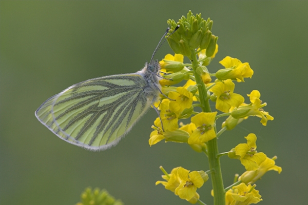 Green Veined White.