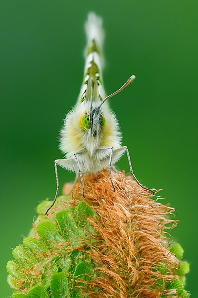 Orange Tip on unfolding fern,head on. May. '25.