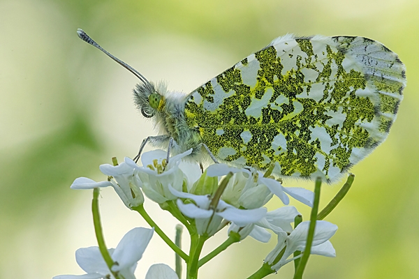 Orange Tip on garlic mustard 2. May. '25.