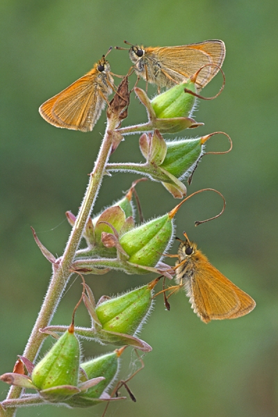 3 Small Skippers.