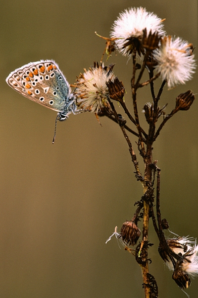 Common Blue,f.