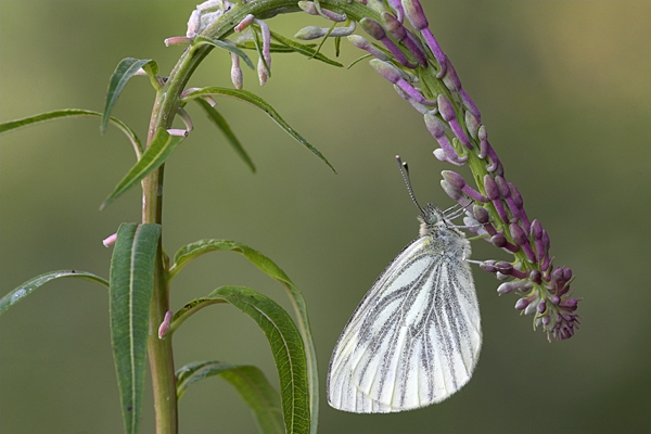 Green Veined White on rosebay willowherb.