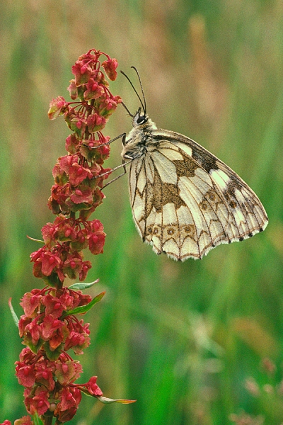 Marbled White on dock.