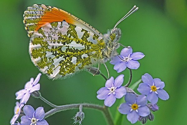 Orange Tip,m on forget me not 2.