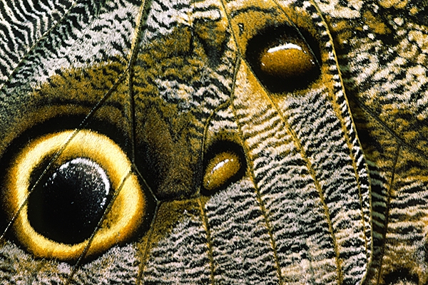 Owl Butterfly,wing detail.